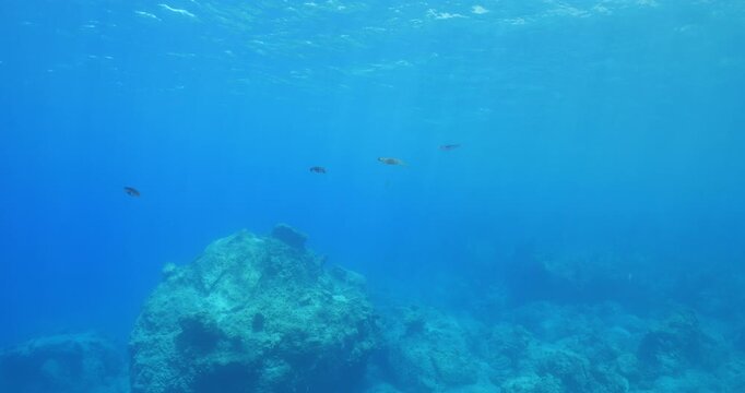 squid  underwater  calamari drifting and swimming underwater close and slow ocean scenery animal cephalopod : Decapodiformes sepioteuthis lessoniana