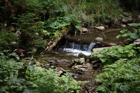 Mountain Stream at the Foot of Hoverla in the Carpathians