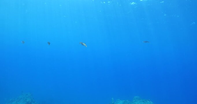 squid  underwater  calamari drifting and swimming underwater close and slow ocean scenery animal cephalopod : Decapodiformes sepioteuthis lessoniana