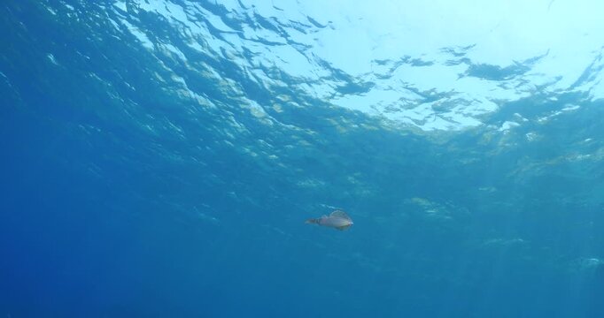 squid  underwater  calamari drifting and swimming underwater close and slow ocean scenery animal cephalopod : Decapodiformes sepioteuthis lessoniana