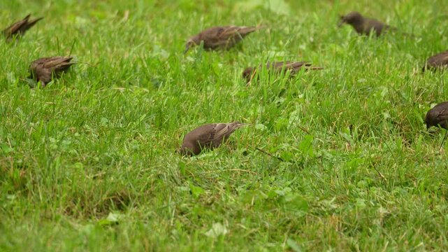 Small brown birds forage in green grass. They peck at the ground slowly. The scene is peaceful and natural. Suitable for wildlife documentaries. Ideal for nature education content