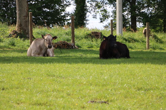 Vaches au repos au p&acirc;turage
