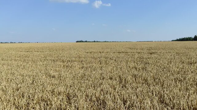 Golden wheat field with camera zooming in towards the distant treeline under a blue sky