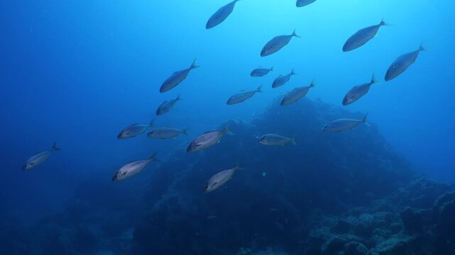 jackfish school underwater jack fish patrolling on the reef ocean scenery scuba divers to see 
