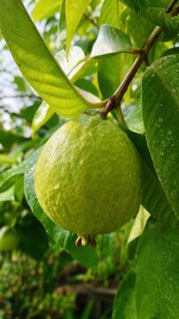 Fresh green guava fruit hanging on tree with water droplets in natural garden setting