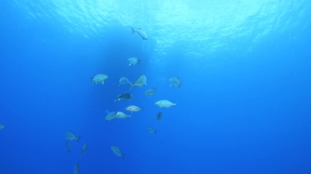 jackfish school underwater jack fish patrolling on the reef ocean scenery scuba divers to see 