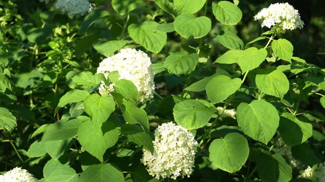 Sunlight illuminates white hydrangea blooms. Lush green leaves surround the flowers. Each cluster has many tiny white petals. Foliage appears fresh and vibrant. Ideal for gardening or spring themes