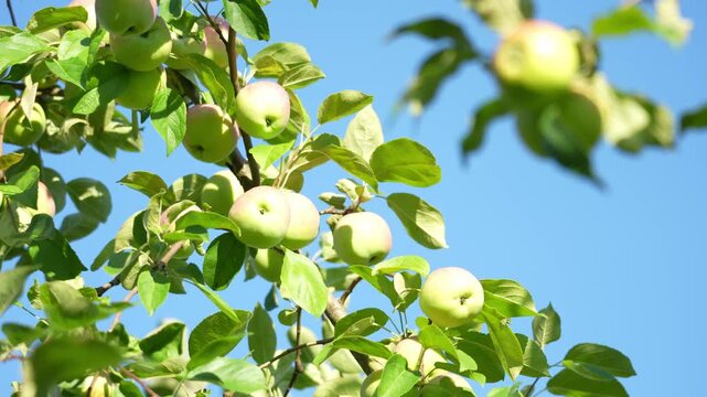 Green apples hang from tree branches. Lush green leaves surround the fruit. Clear blue sky forms the background. Healthy produce in natural setting. Perfect for farming or food projects