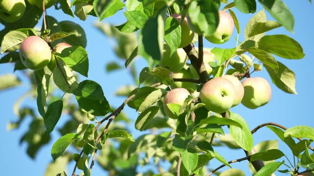 Green apple branches sway gently against a clear blue sky. Ripe red-green apples hang from the tree. Fresh green leaves frame each fruit. Sunlight glints on the apples' surfaces
