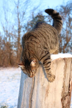 Chat tigr&eacute; descendant de son arbre