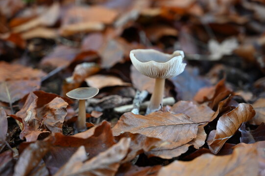 mushrooms in autumn