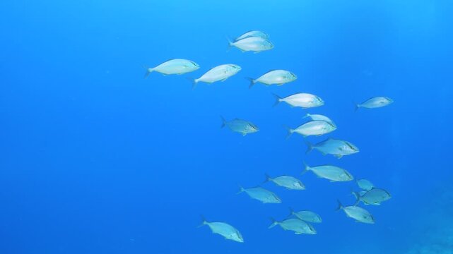 jackfish school underwater jack fish patrolling on the reef ocean scenery scuba divers to see 
