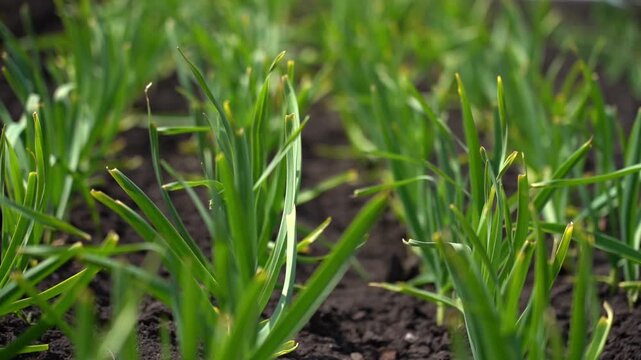 Garlic sprouts in the garden in early spring. Young green shoots of garlic. Close-up of young green shoots