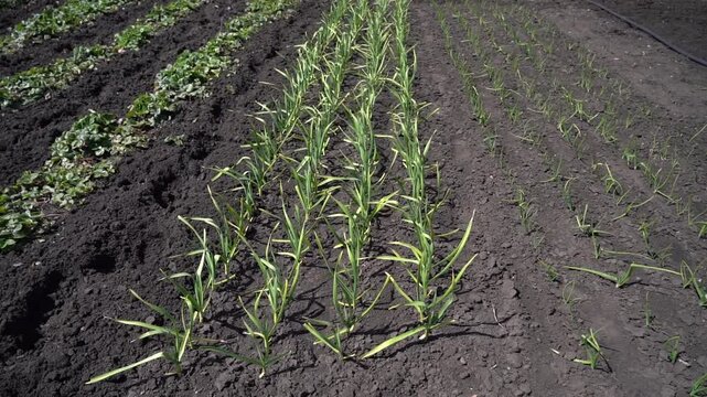 Rows of young vegetable seedlings grow in dark soil. Green leaves cover slender stems. Rows stretch into the distance. Fertile earth supports fresh crop growth