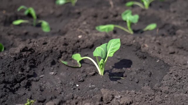 Dark soil craters surround vibrant green seedlings. Fresh leaves sprout from healthy roots. Young plants grow in rich, moist earth. Ideal for sustainable farming or gardening education content