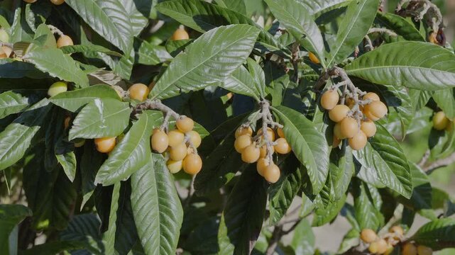 Loquats fruits growing and ripening between green foliage on loquat tree closeup.