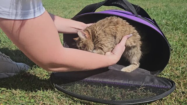 Person&rsquo;s hands gently coax a tabby cat inside a purple-and-black pet carrier on green grass; the cat&rsquo;s hesitant expression and the open bag capture a candid pet-handling moment in a sunny outdoor sett