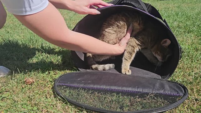 Person&rsquo;s hands gently coax a tabby cat inside a purple-and-black pet carrier on green grass; the cat&rsquo;s hesitant expression and the open bag capture a candid pet-handling moment in a sunny outdoor sett