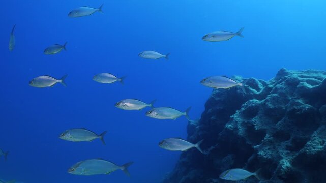 jackfish school underwater jack fish patrolling on the reef ocean scenery scuba divers to see 