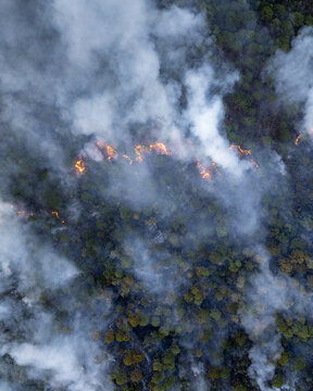 Aerial view of Uruapan wildfire with flames spreading through the dense forest canopy, thick plumes of white smoke rising into the air, Uruapan, Michoacan, Mexico.