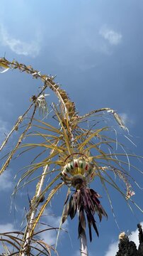 Penjor Bali Celebration Galungan Kuningan Traditional Balinese Ceremony Indonesian Culture