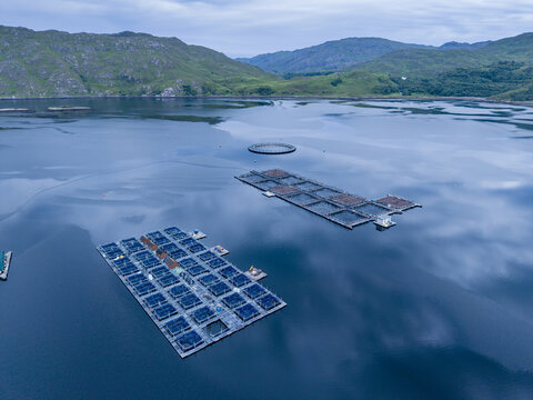 Aerial view of salmon fish farm cages floating in the calm waters of Lochailort surrounded by rolling green hills in Lochailort, Scotland, United Kingdom.