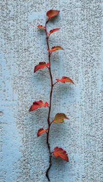 Slender red-leaved vine climbing a pale blue textured wall, evoking quiet resilience