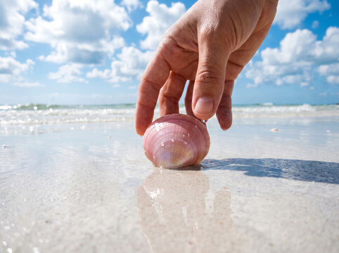 Hand picking up a pink seashell on a sunny wet sand beach shore.