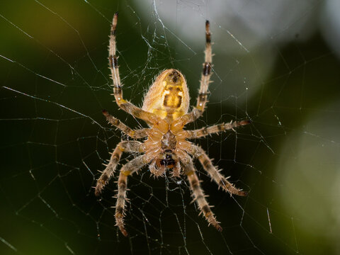  spider on intricate web
