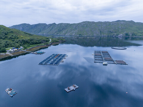 Aerial view of fish farm cages floating in the calm waters of the loch surrounded by green hills in Lochailort, Scotland, United Kingdom.
