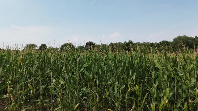 Maisfeld