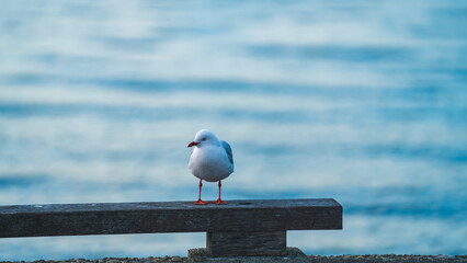 A lone seagull stands quietly on a wooden plank at the pier. © gshakwon