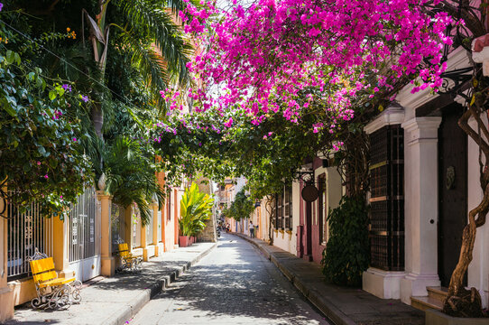 Pink bougainvillea above a quiet colonial street, Cartagena, Colombia