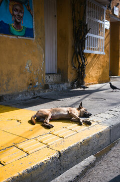Street dog resting in the sun by a yellow wall, Cartagena, Colombia