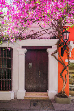Colonial doorway framed by bougainvillea, Cartagena, Colombia