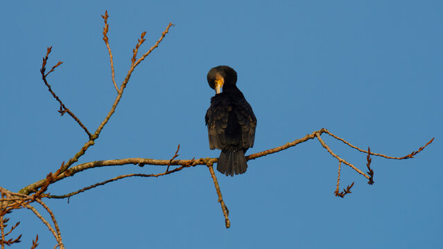 Cormorant preening on a tree branch.