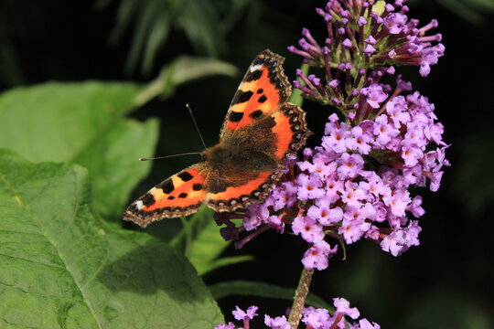 Small Tortoiseshell butterfly feeding on purple Buddleja flowers in Luxembourg