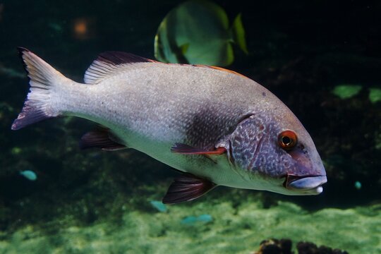 Lateral view of Giant sweetlips (Plectorhinchus albovittatus), also known as Two-striped sweetlips
	
	
	 