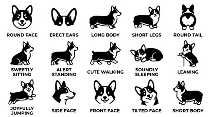 Obraz premium Black and white corgi dog vector illustration set for pet design