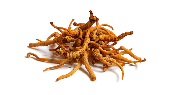 A studio photograph of Yarsagumba (Cordyceps sinensis), also known as Yarsagumba or Himalayan Gold.