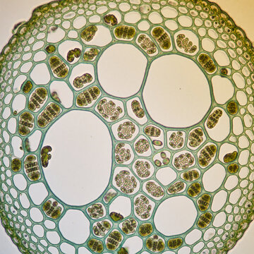Microscopic cross-section of plant stem showing vascular bundles, xylem, phloem, and parenchyma cells
