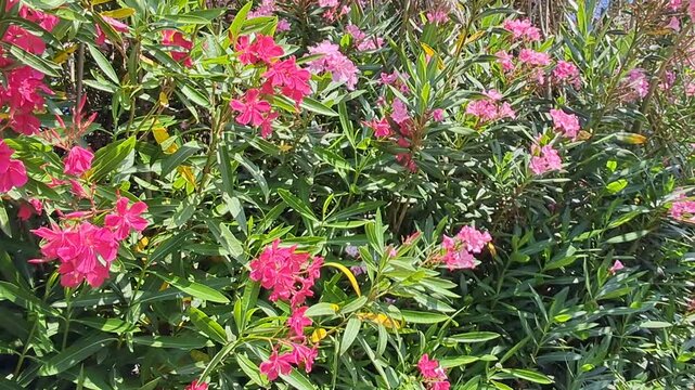 Sunlit pink oleander hedge in bloom, garden and floral background