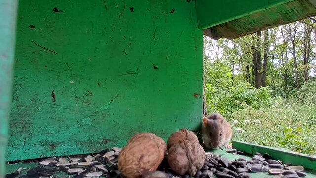 Wild mouse foraging on seeds and walnuts inside a green wooden feeder in woodland