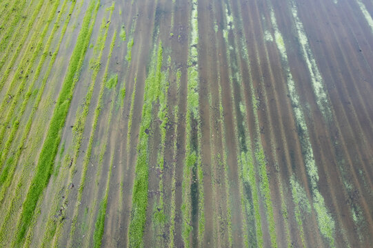 Aerial view of flooded green crop fields in parallel lines The Concept of agricultural irrigation