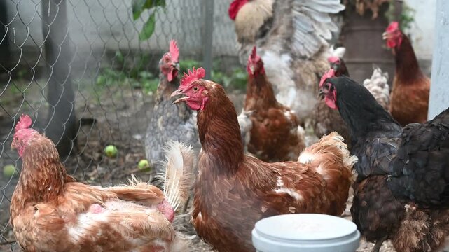Group of chickens and a rooster gathered in a backyard poultry enclosure. Several hens of different colors stand close together near a wire fence, creating an authentic rural farm scene. 