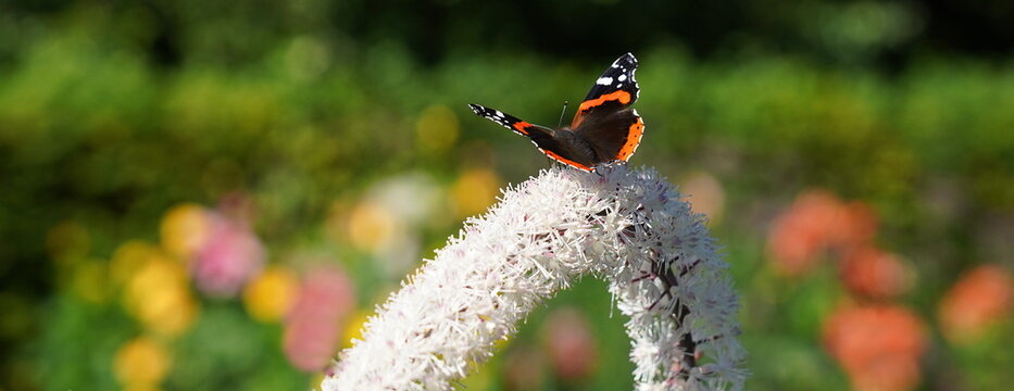 summer colors in the garden