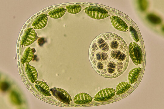 Microscopic view of Volvox algae cell with chloroplasts and daughter colonies