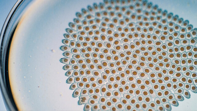 Microscopic view of plant cells with nuclei in a petri dish, biological science background