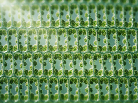 Microscopic view of plant cells with chloroplasts, biological background