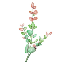 Obraz premium Eucalyptus Branch Botanical Illustration